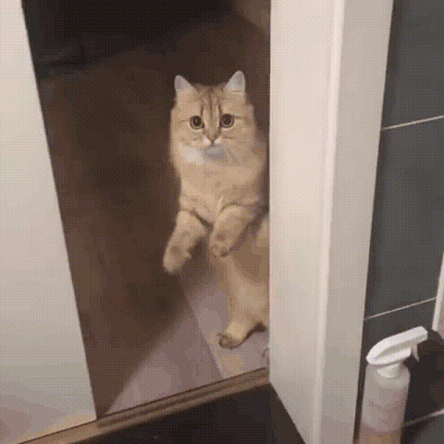 cat_close_door